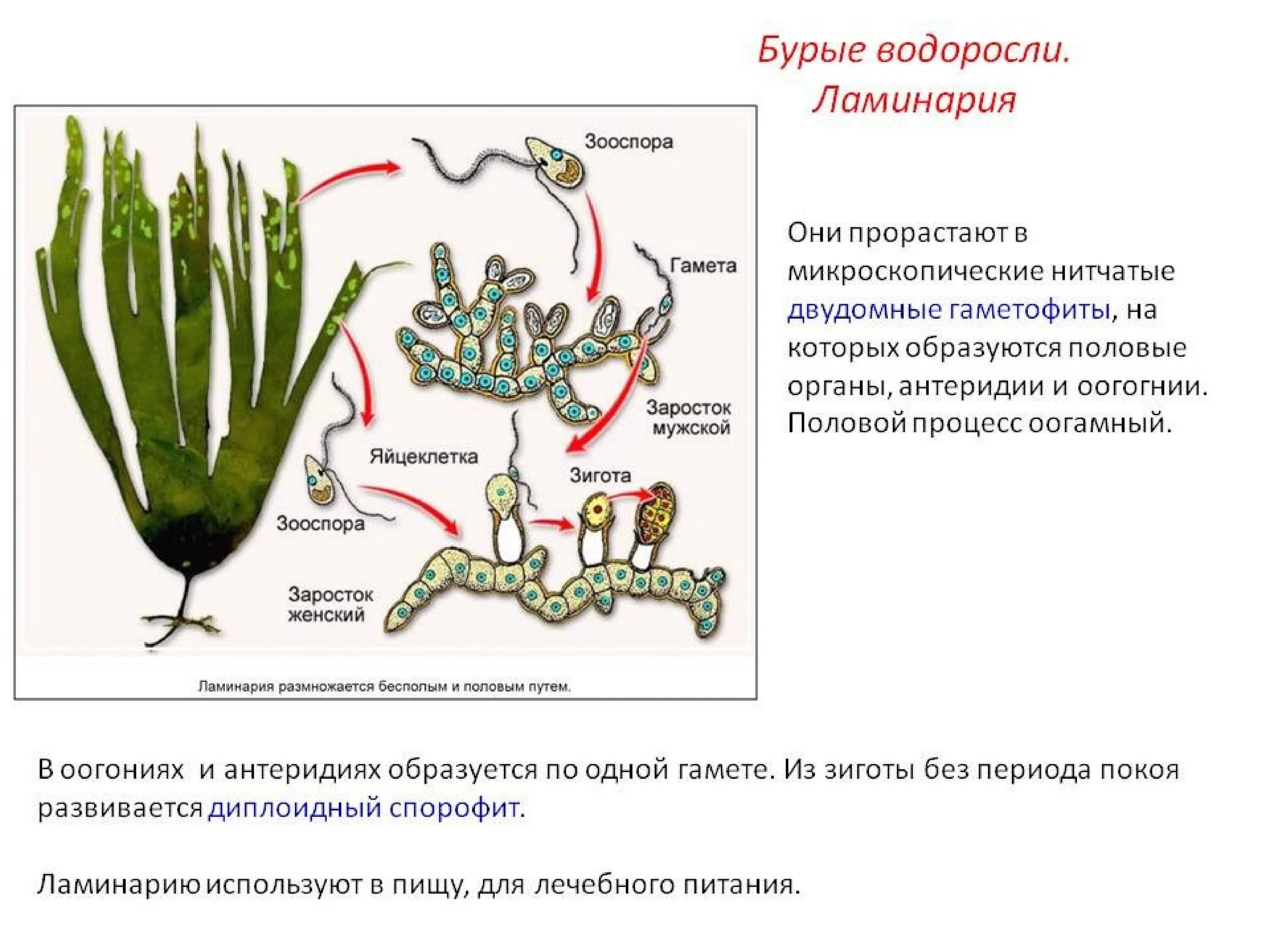 Цикл размножения бурых водорослей. Размножение бурых водорослей жизненный цикл. Процесс размножения бурых водорослей. Цикл развития бурых водорослей схема. Что является спорофитом и гаметофитом улотрикса