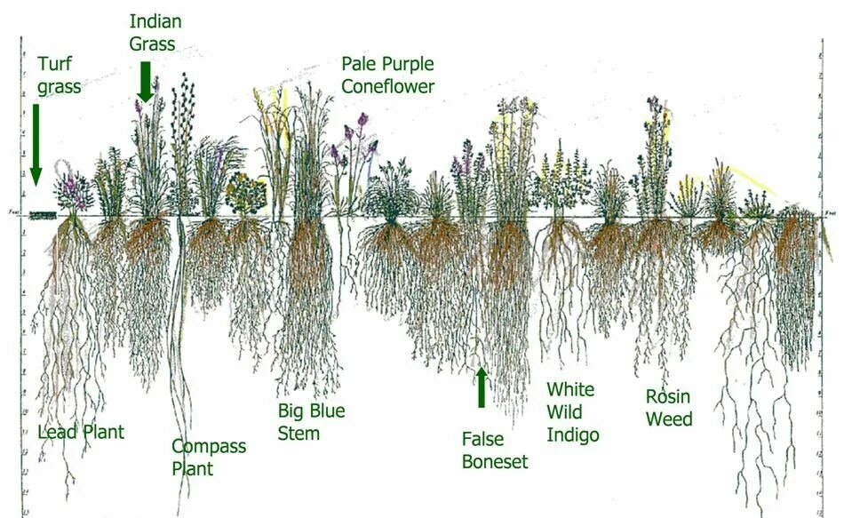 Plants control. Структура grass. Control Plant. Омех трава Болотная корень. Coniferous Plants to Control erosion.