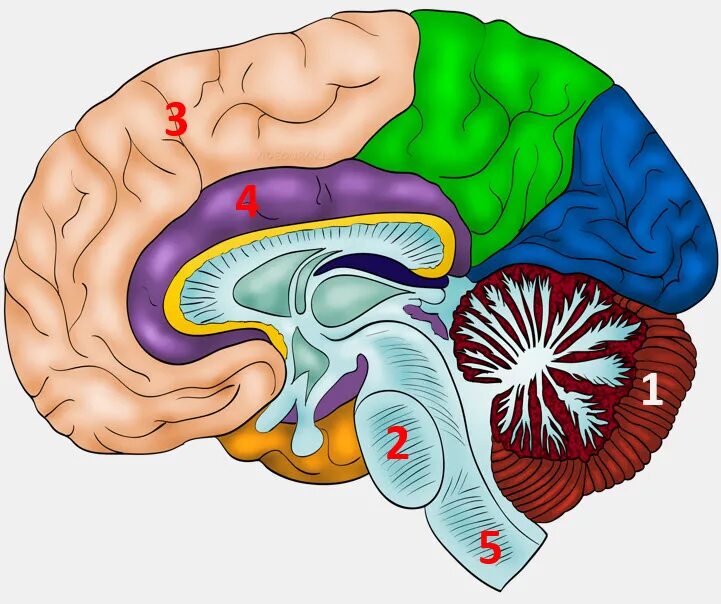 105 brain. Строение головного мозга биология. Отделы головного мозга 8 класс биология. Строение головного мозга биология 8. Структуры головного мозга биология 8 класс.