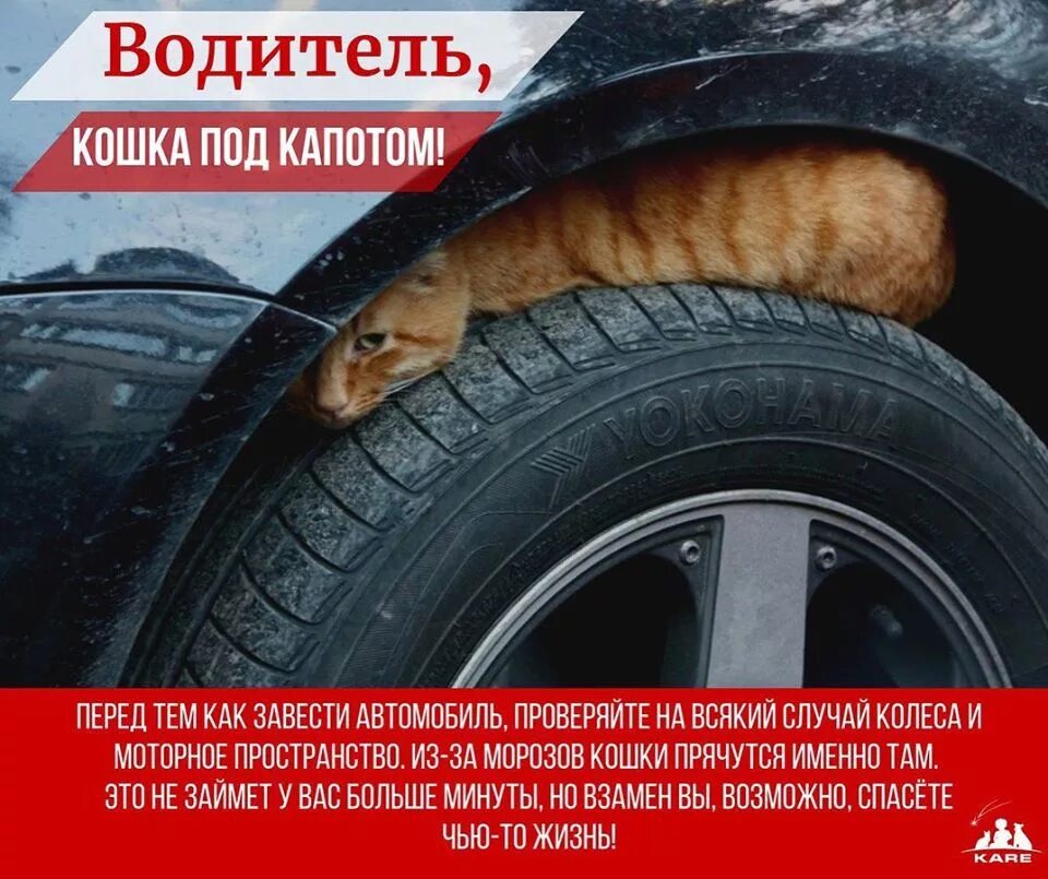 Кошка под капот. Животные под колесами автомобилей. Кошка под колесом. Кошка на колесе машины. Проверь кота под машиной.