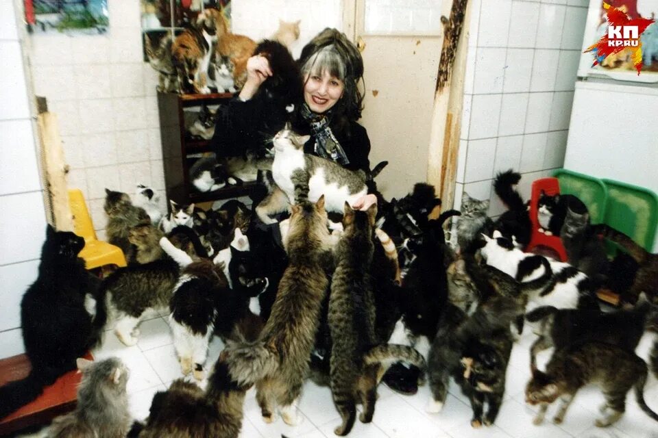 Приснилось много кошек. Женщина и много котов. Женщина с кучей кошек. Женщина кошатница. Много котов в квартире.