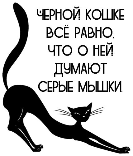 Не важно что за спиной у кисы. Кошке все равно что о ней думают серые мыши. Чёрной кошке всё равно что о ней думают серые мыши картинки. Чёрной кошке всё равно что. Чёрной кошке всё равно что о ней думают.