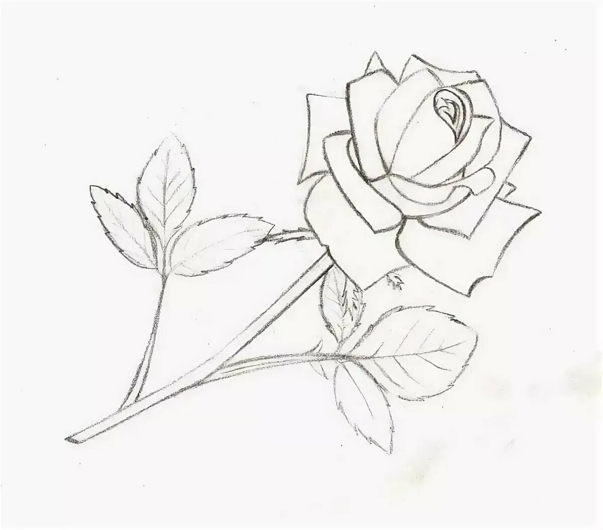 Как красиво нарисовать 4. Цветы рисунок карандашом. Рисунки для срисовки цветы. Картинки для срисовки карандашом розы.