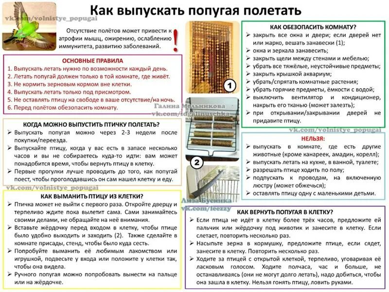 Чем кормить попугаев кроме корма. Какие ветки можно волнистому попугаю. Какие ветки можно давать попугаю. Какие ветки можно давать волнистому попугаю?. Какие веточки можно давать попугаю.