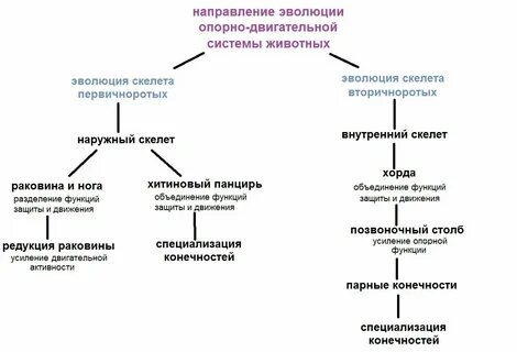 Расположите покровы тела в порядке эволюционных изменений
