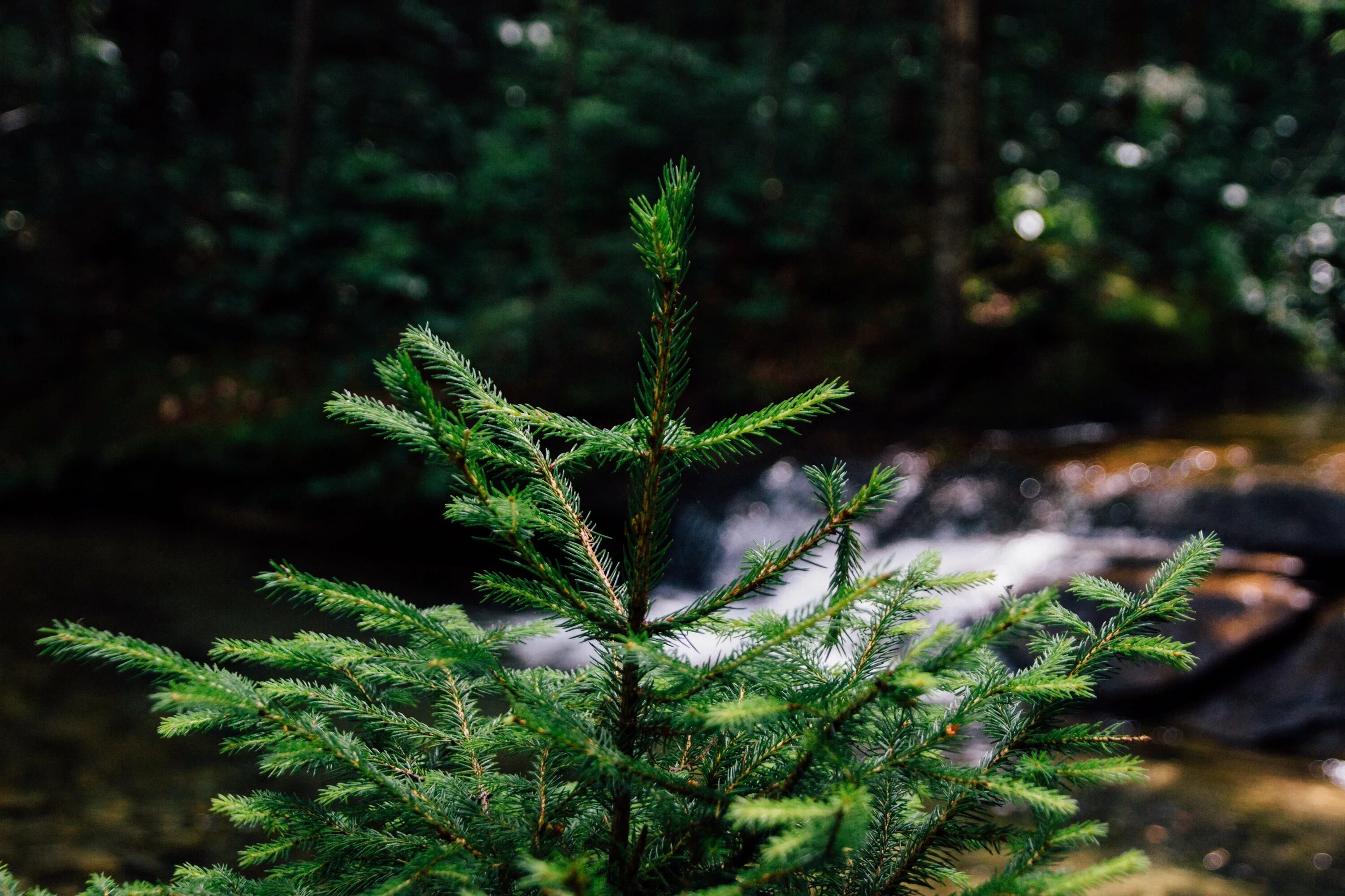 Фото живой ели. Пихтовый зелёный (fir Green). Хвоя пихты. Пихта Живая. Ель пушистая Лесная.