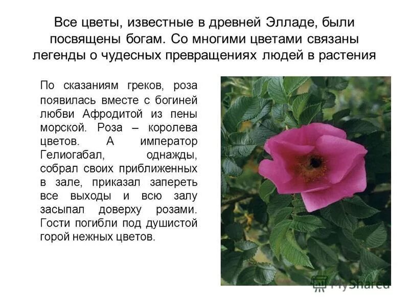 Легенды о растениях. Легенда о Розе цветке. Легенды связанные с розой. Никандра цветок фото и описание.