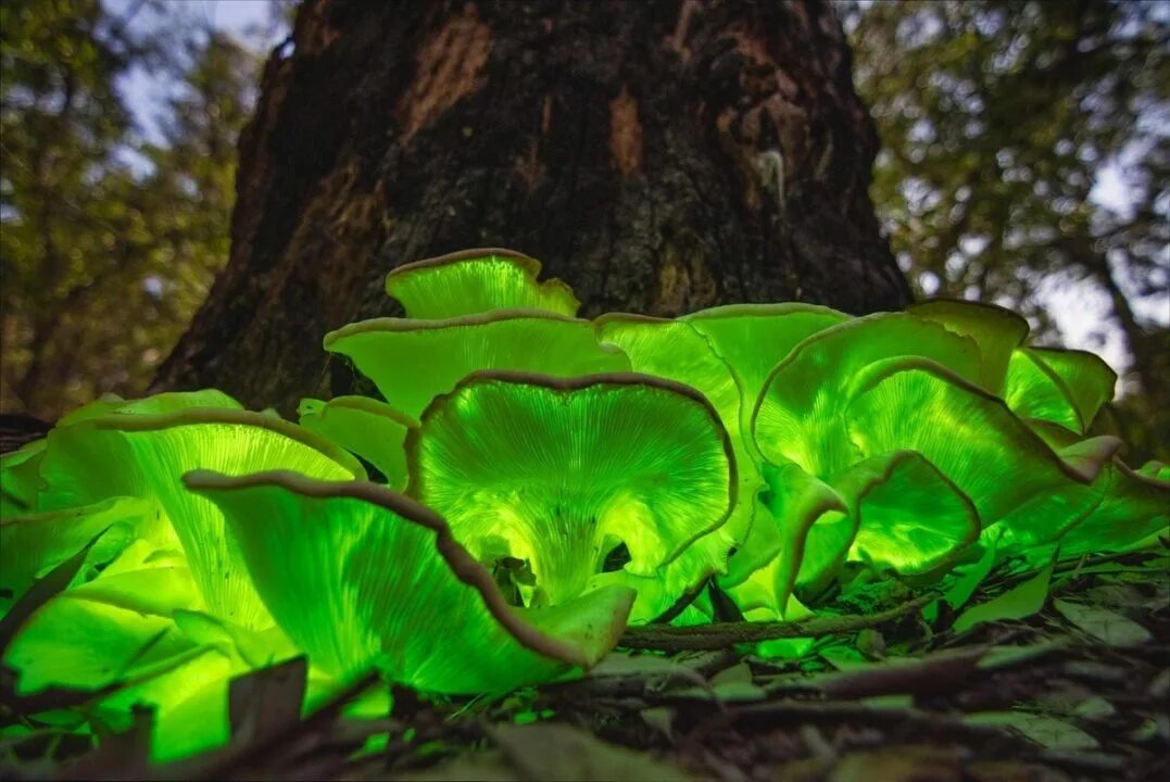 Грибы светятся в темноте. Призрачный гриб omphalotus nidiformis. биолюминесцентные грибы. биолюминесценция грибы. omphalotus nidiformis.