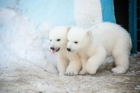 Медвежата называются