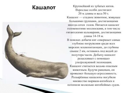 Кит это животное или нет