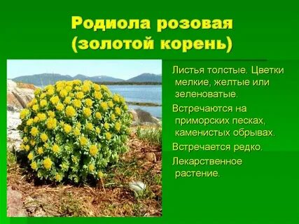 Редко корень