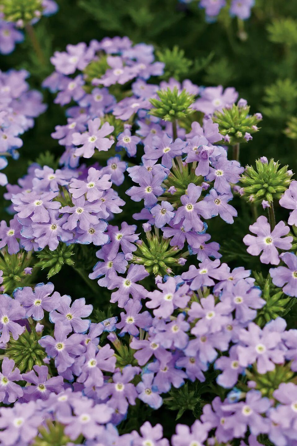 вербена канадская. какой запах у вербены. вербена. вербена метельчатая. какой запах у вербены.