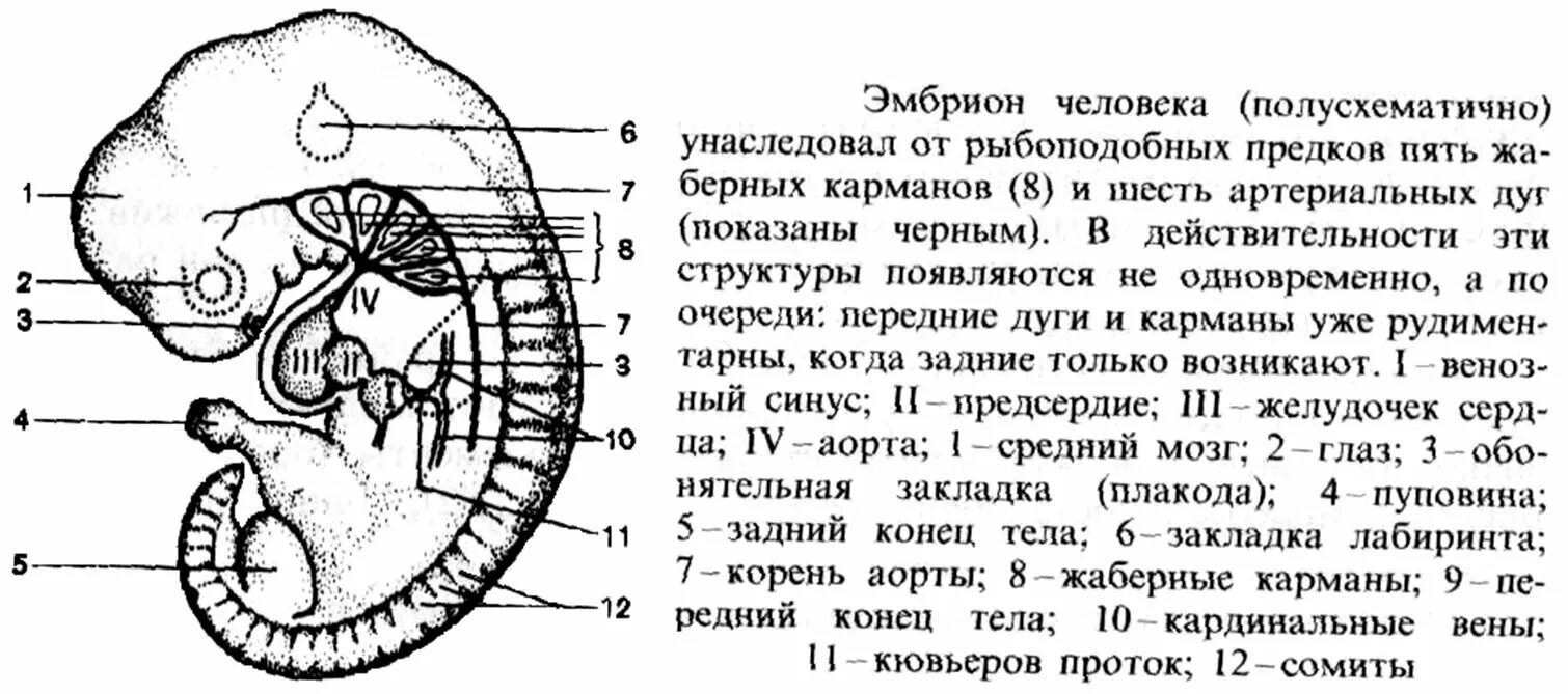 Наличие у зародыша человека