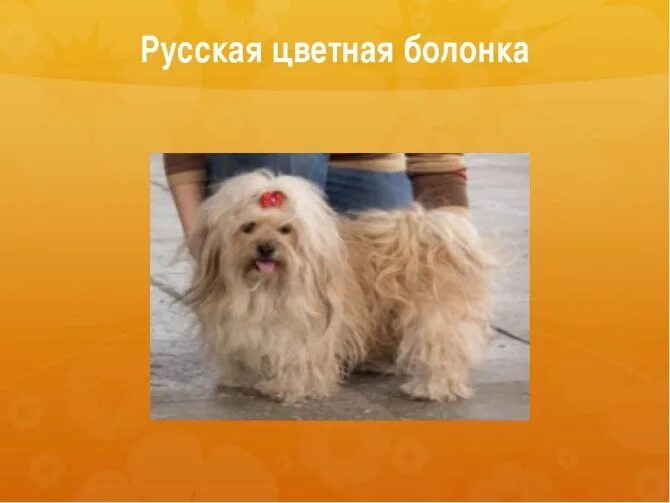 Что это за разновидность болонки? - обсуждение (30885512) на форуме nn.ru
