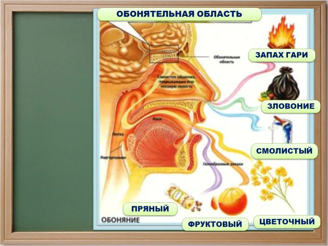 Запах четырех