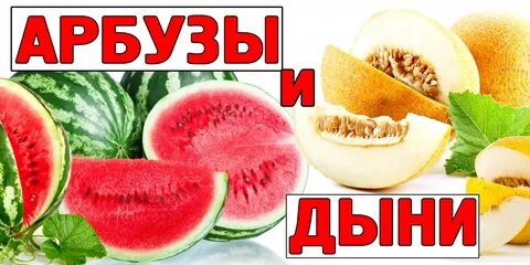 Потому что ты дыня