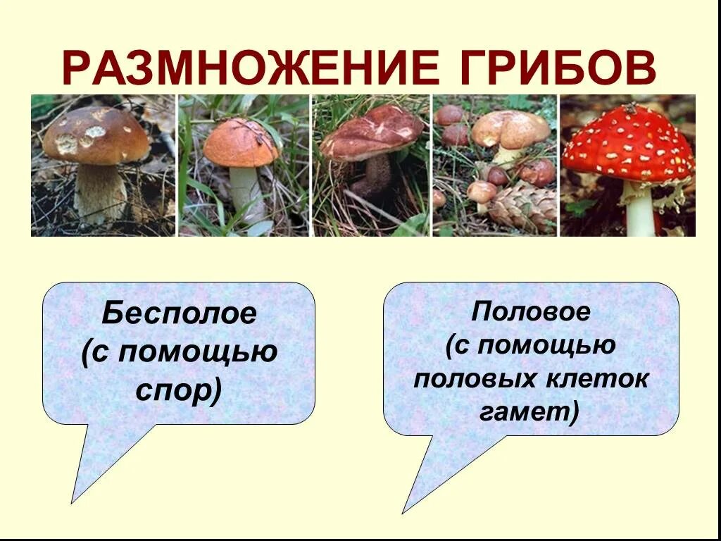 Размножение грибов. Половое размножение грибов. Половое и бесполое размножение грибов. Бесполое размножение грибов. Вместилище бесполых спор грибов