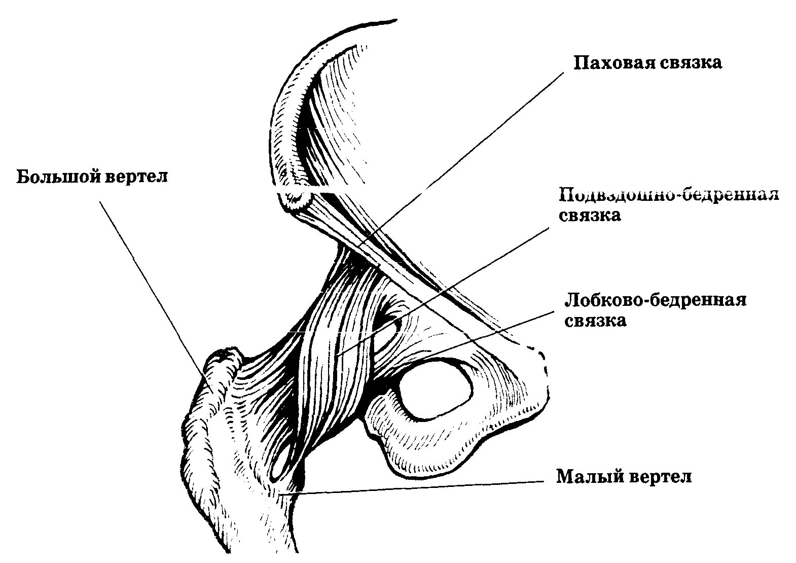 Связочный аппарат тазобедренного сустава анатомия. Тазобедренный сустав мплый Вертель. Связки тазобедренного сустава анатомия. Большой и малый вертел бедренной кости.