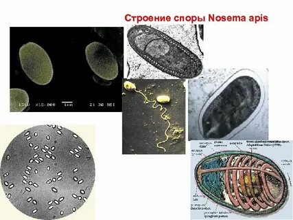Структура спора