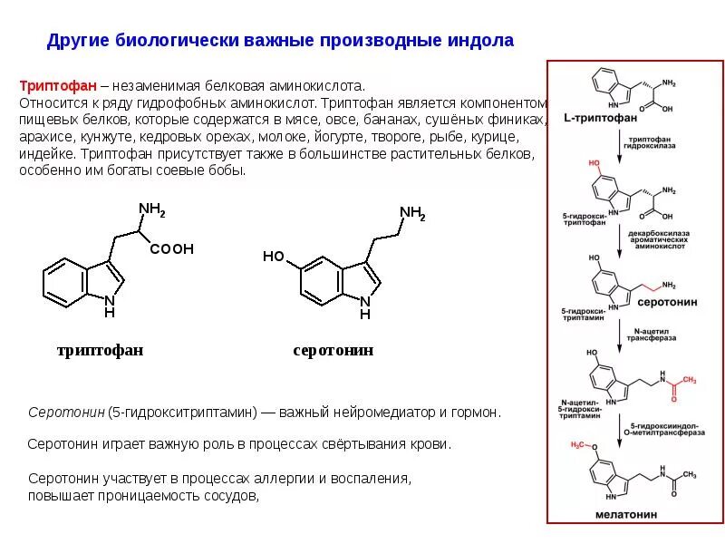 Серотонин для чего. Триптофан производное индола. Триптофан биологически активные производные. Синтез триптофана из индола. Триптофан аминокислота биологическая роль.