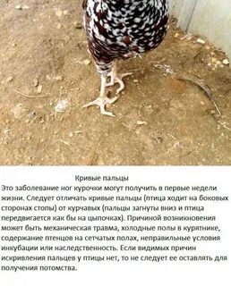 Куры весной падают на ноги