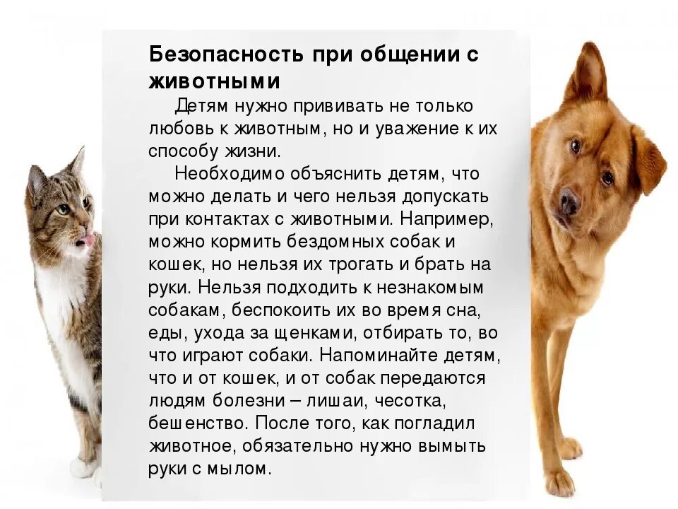 правила общения с кошками и собаками. безопасное обращение с животными для детей. правила общения с кошками и собаками. правила обращения с животными для детей. правила обращения с животными для детей.