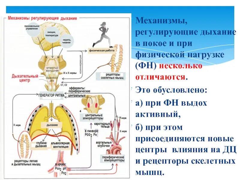 Дыхательные движения регулируются автоматически дыхательным центром находящимся