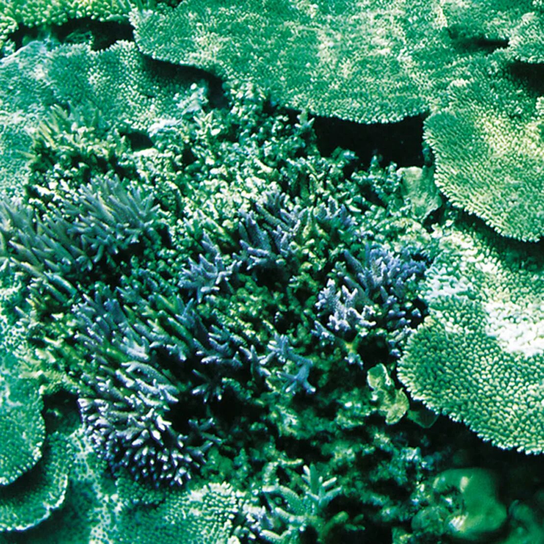 Защита водорослей. Нематофитовые водоросли. Морские водоросли спирулина. Микроводоросли спирулина. Бурые водоросли и спирулина это.
