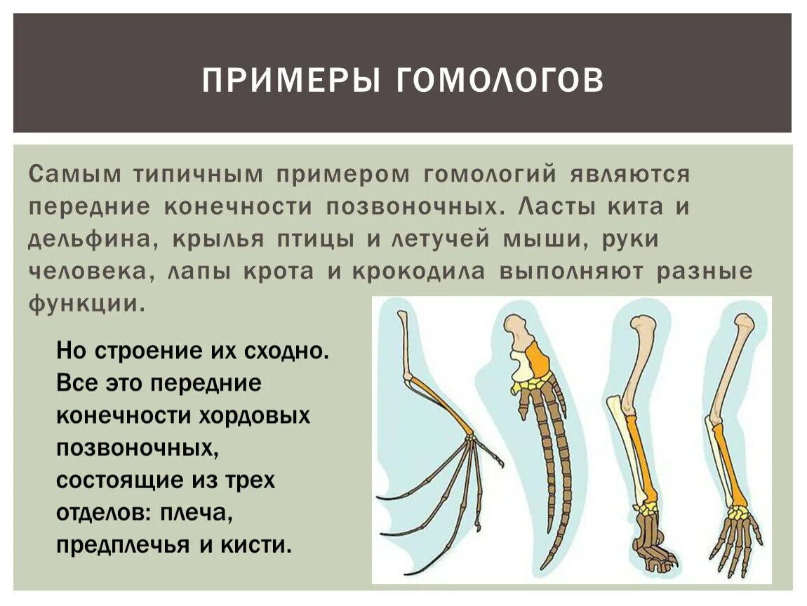 У млекопитающих в отличие от пресмыкающихся конечности. Конечности позвоночных. Гомология передних конечностей позвоночных. Передние конечности птиц. Кости передних конечностей у птиц.