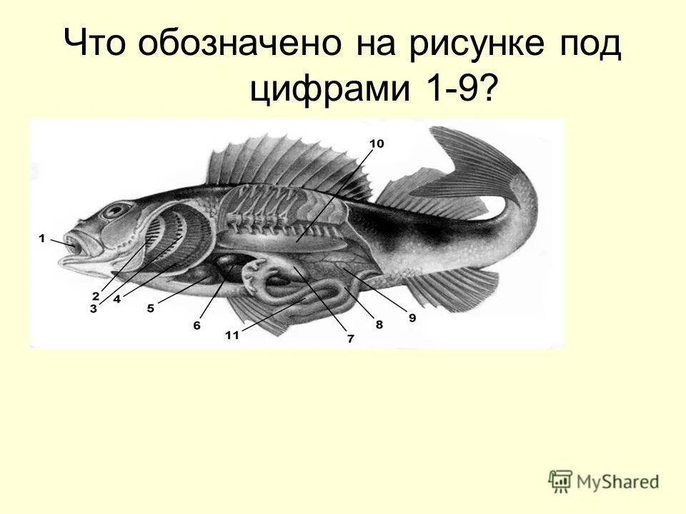 На рисунке под цифрой 4 обозначено. На рисунке под цифрой 4 обозначено