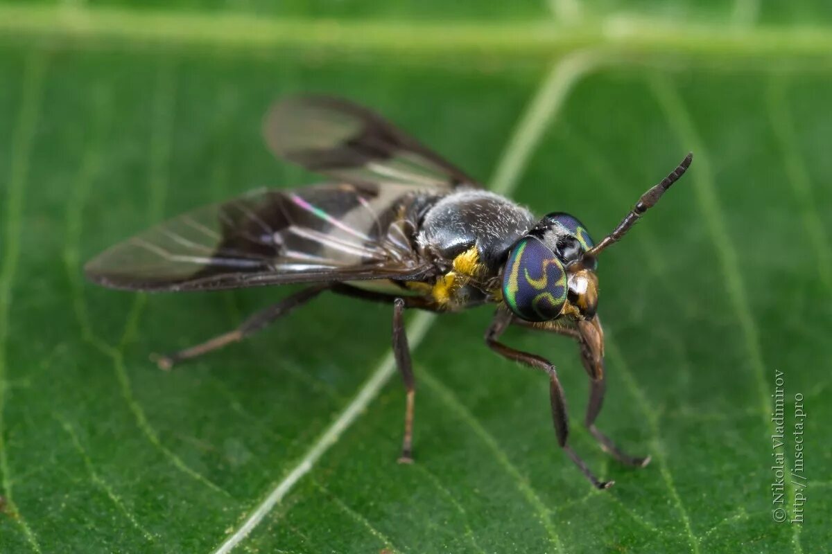 Слепень бычий Tabanus bovinus. Муха слепень. Слепень Tabanus chrysurus. Слепень и Овод.