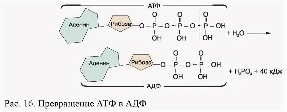 Структура АТФ превращение АТФ В АДФ. Схема превращения АТФ В АДФ. Схема строения АТФ И превращения ее в АДФ. Колоть атф