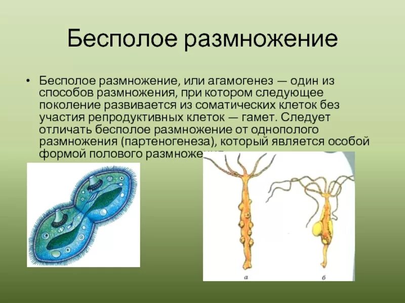 Презентация формы размножения животных 8 класс биология