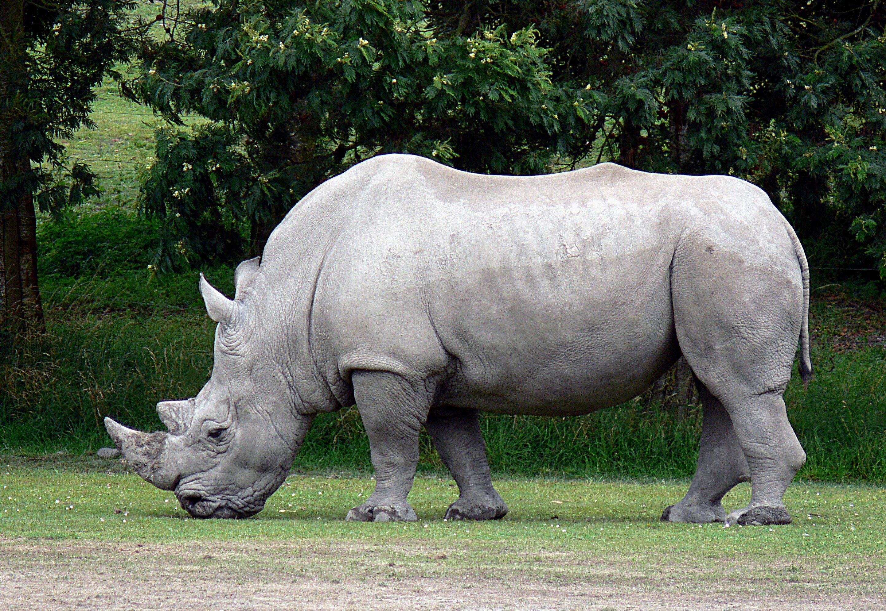 Белый носорог. Африканский белый носорог. Белый носорог (Ceratotherium simum). Белый носорог фото.