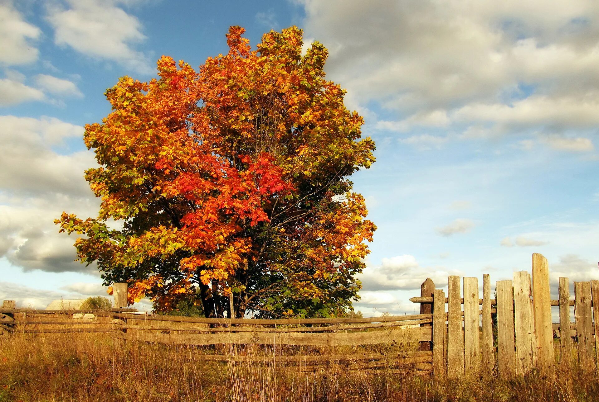 Картинки деревьев осенью. Осенний клен Заболоцкий. Клен дерево. Осеннее дерево. Деревья осенью.