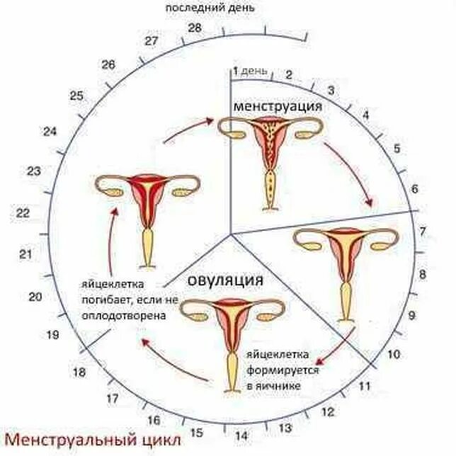 Половая жизнь и месячные. Цикл женской менструационного цикла. Нормальный менструационный цикл схема. Параметры нормального менструального цикла. Менструальный цикл схема.