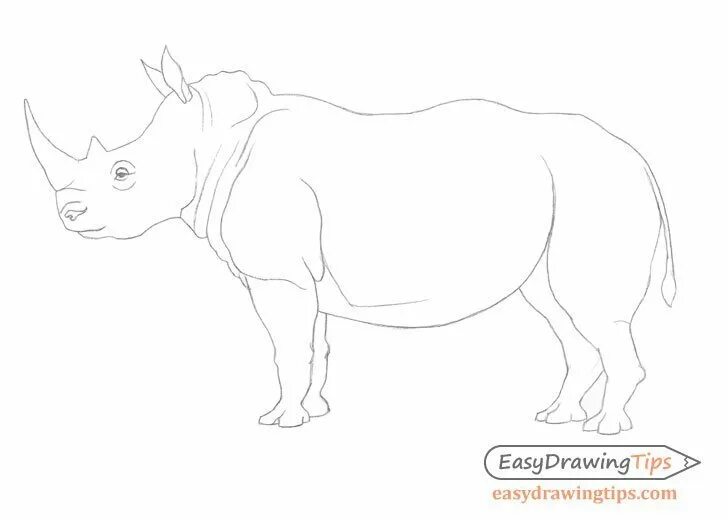 Носорог для рисования. Носорог для срисовки. Носорог рисунок карандашом. Рисунок носорога для срисовки.