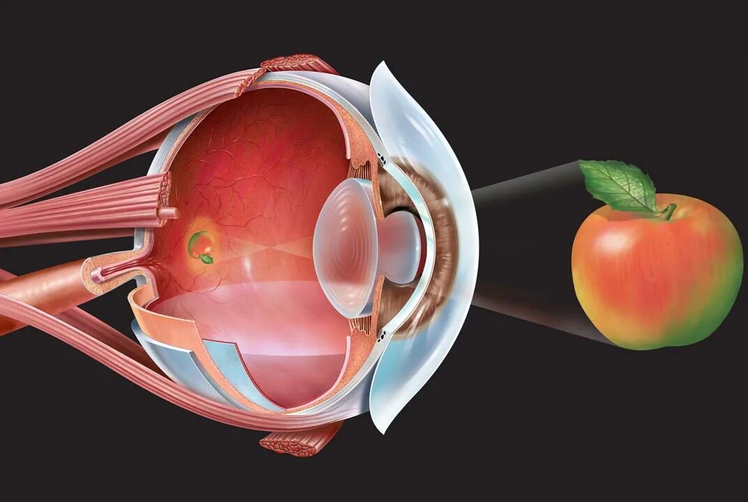 Почему видит глаз. Как устроен хрусталик глаза человека. Строение хрусталика и сетчатки глаза. Чтроениеглаз человека. Структура глаза.