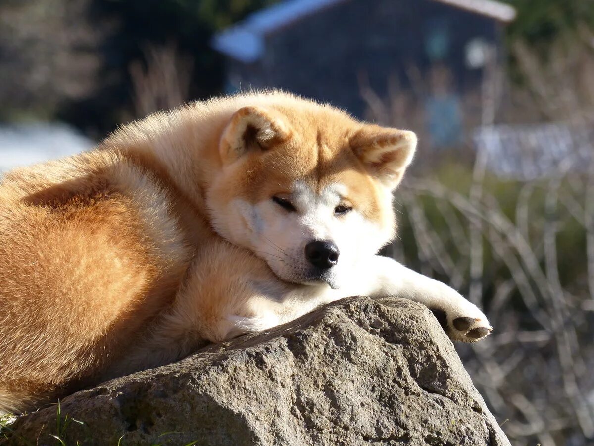 Собака породы акита ину. Акита-ину. Японская собака Акита ину. Порода Хатико Акита-ину. Хатико порода Акита.