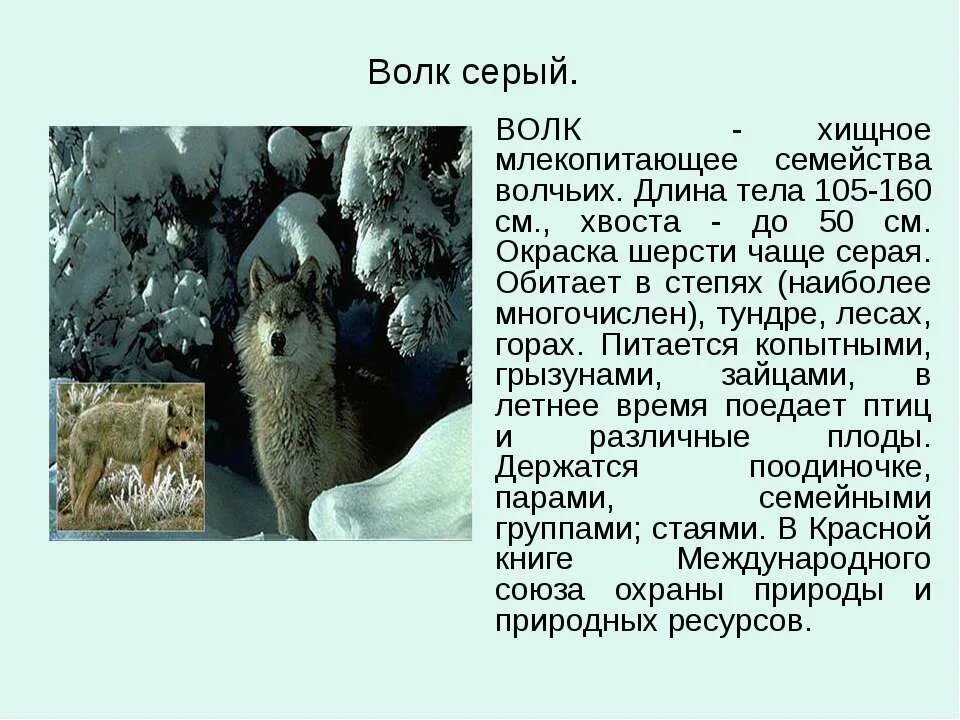 Длина тела волка. Длина тела волка. Длина волка. Длина тела волка. Характеристика волка.