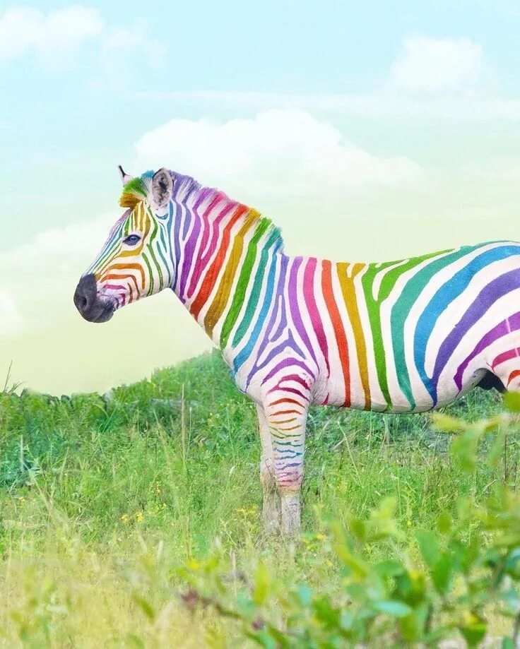 Rainbow 3 animals. Цветная Зебра. Радужная Зебра. Полосатые животные. Зебра с цветными полосками.