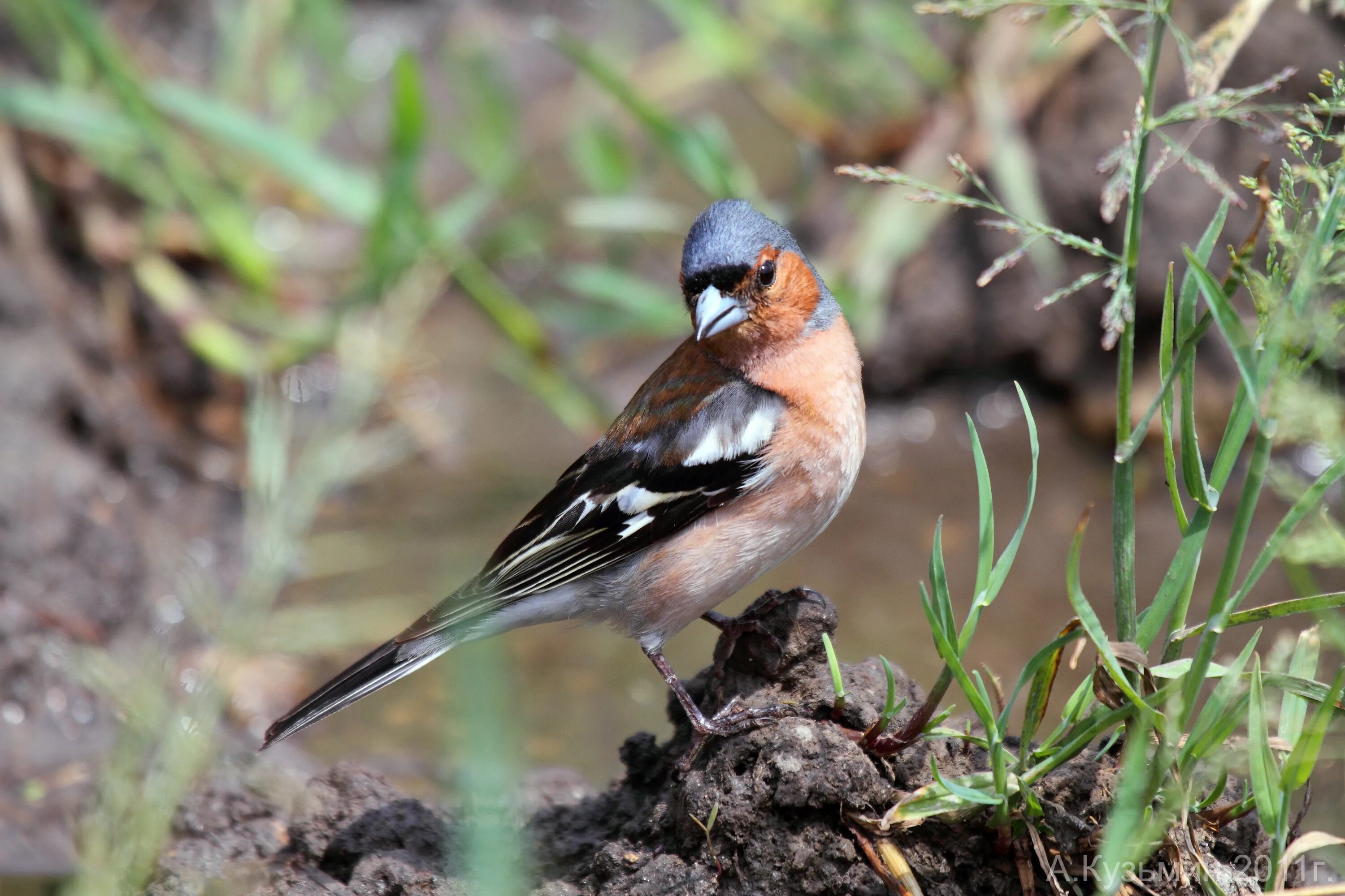 Где зимует зяблик. Обыкновенный зяблик самка. Где зимует зяблик. Зяблик перелетная птица. Где зимует зяблик.