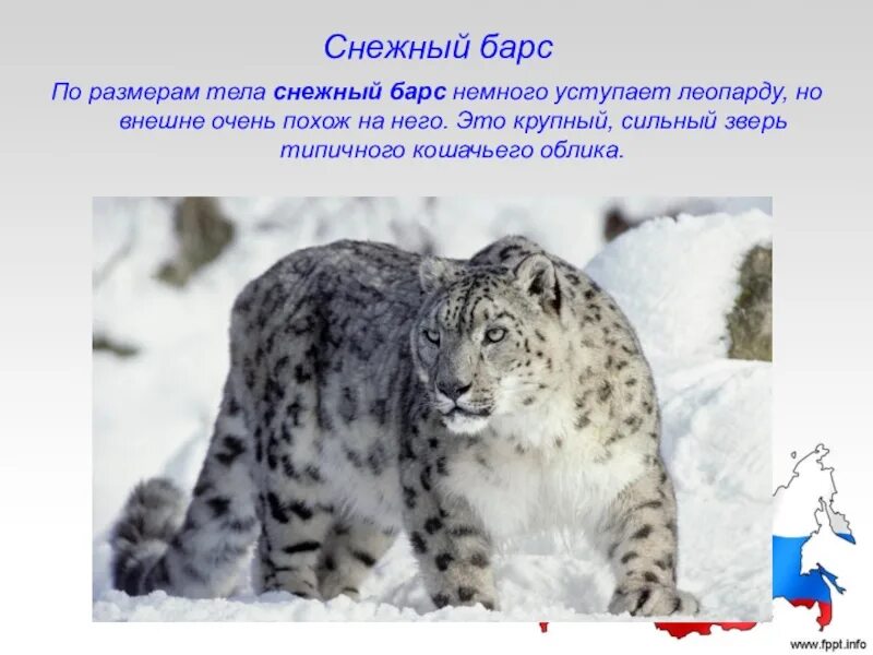 Ирбис, или снежный Барс (uncia uncia, Panthera uncia). Ирбис красная книга. Снежный Барс uncia uncia. Снежный Барс красная книга. Книга россии снежный барс