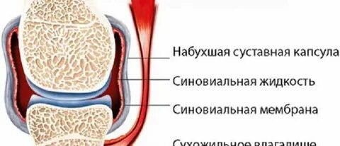 Синовит препараты