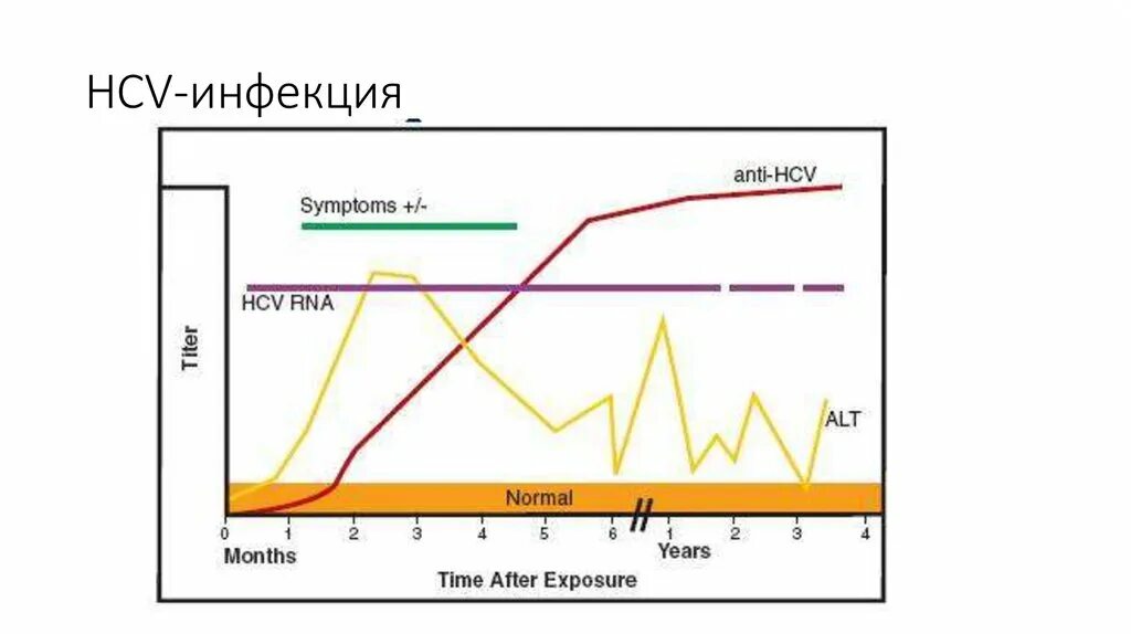 РНК HCV. HCV RNA положительный. Норма RNA - HCV. Анти-HCV (+), РНК HCV (+). Исследование hcv