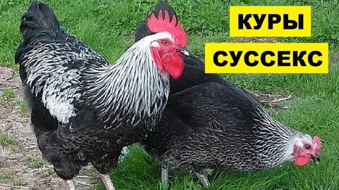 Куры черные серебристые