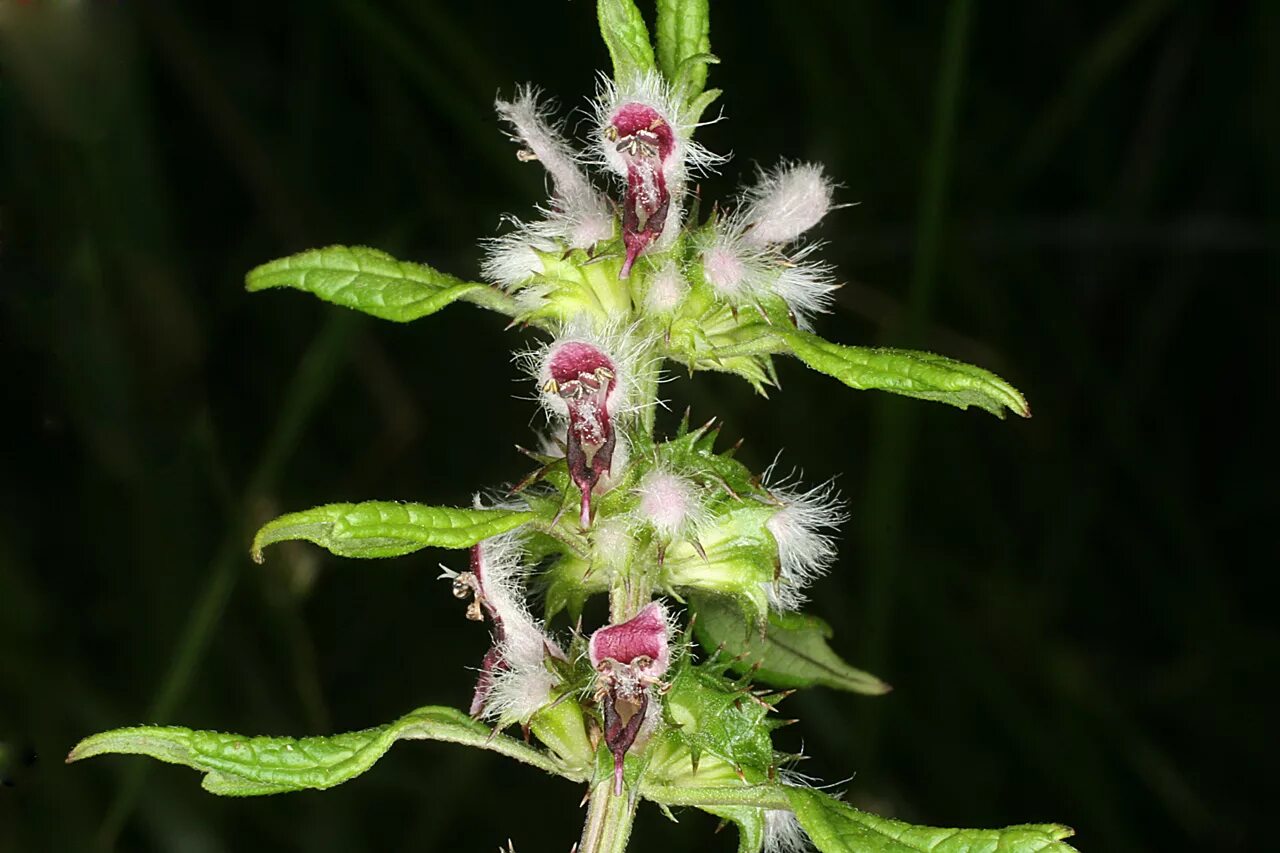 :. пустырник leonurus. пустырник ботаника. пустырник сибирский. пустырник leonurus.