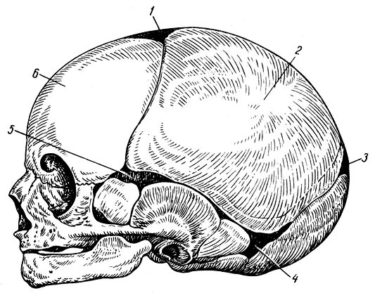 Клиновидный Родничок черепа. Сосцевидный Родничок. Сосцевидный Родничок черепа. Клиновидный и сосцевидный роднички.
