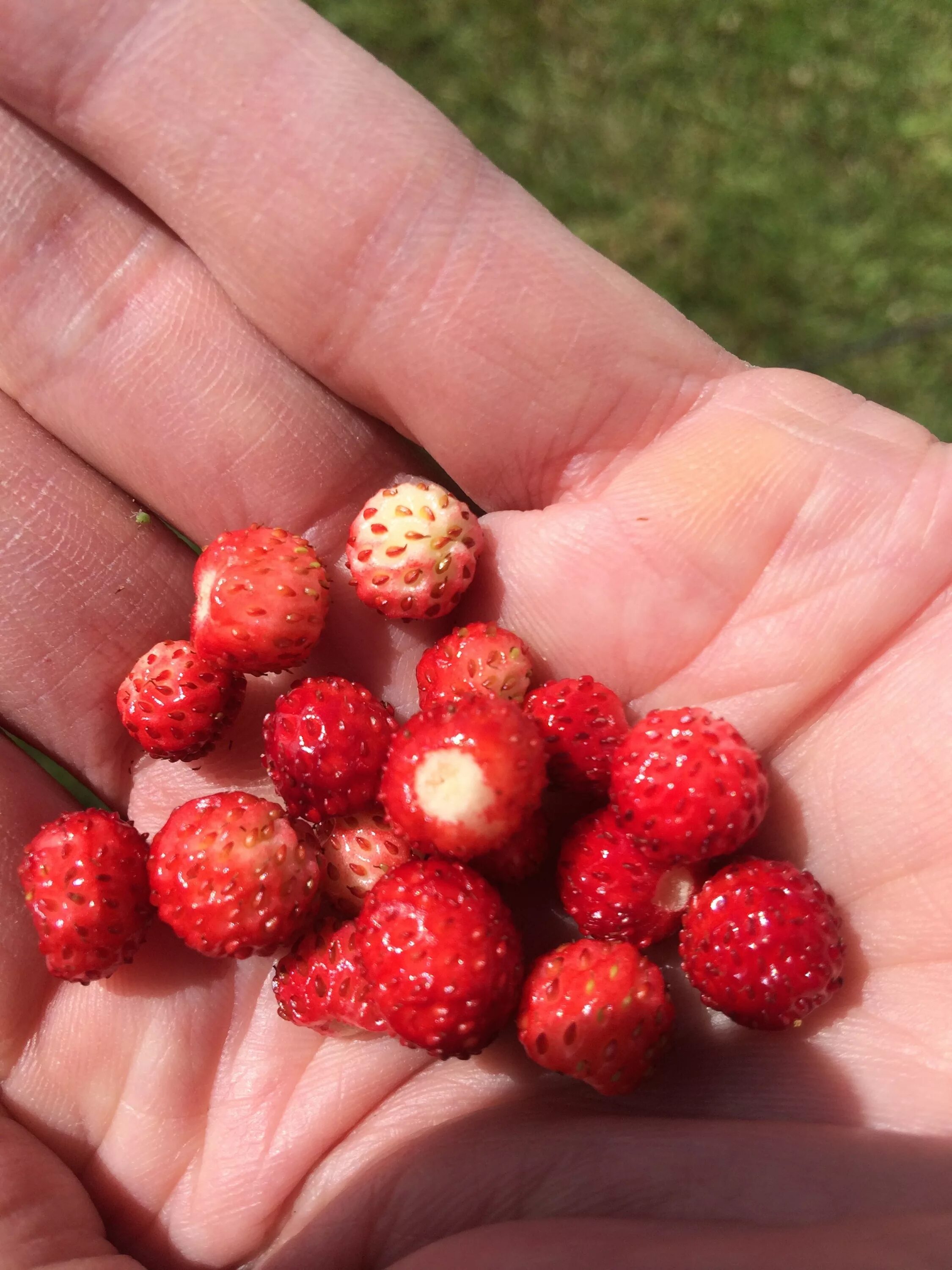 Клубника Княженика. Ягода Княженика второе название. Куманика Княженика. Wild Strawberry Лесная земляника.