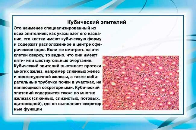 Плоская форма клетки. Однослойный кубический эпителий канальцев почки. Однослойный кубический эпителий рисунок. Клетки кубической формы канальцев почки. Кубические клетки (клетки канальцев почки.